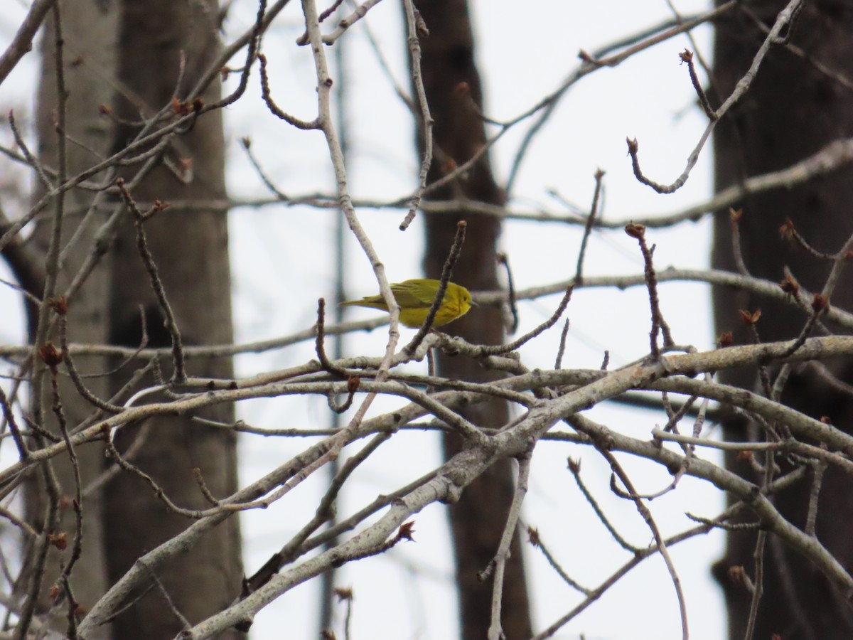 Yellow Warbler - John Greaves