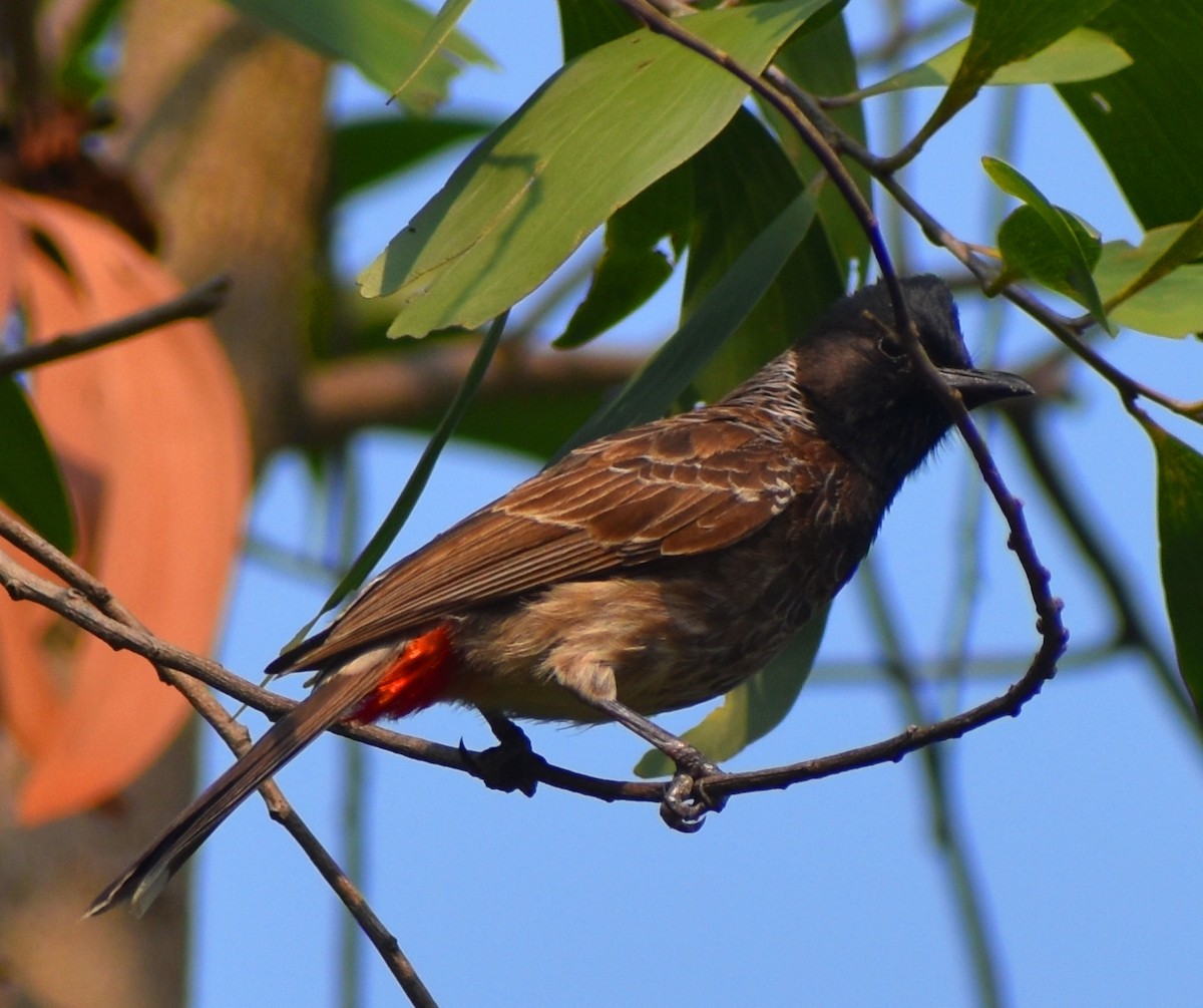 Red-vented Bulbul - ML620442739