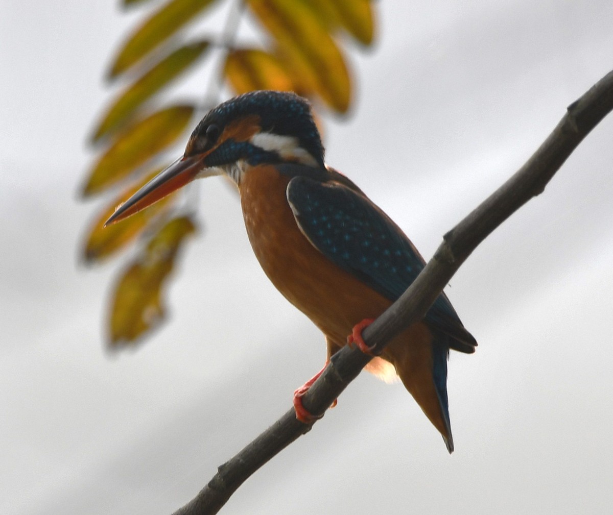 Common Kingfisher - ML620442740