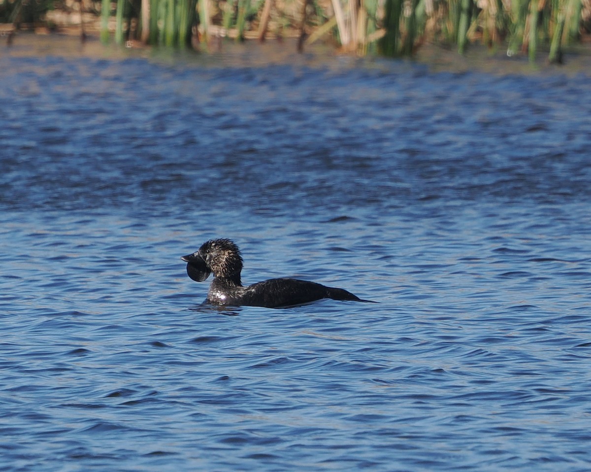 Musk Duck - ML620442741