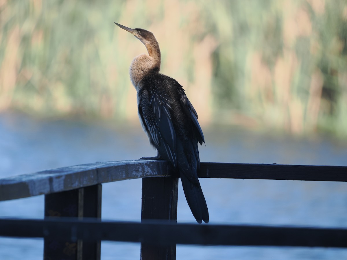 Australasian Darter - ML620442747