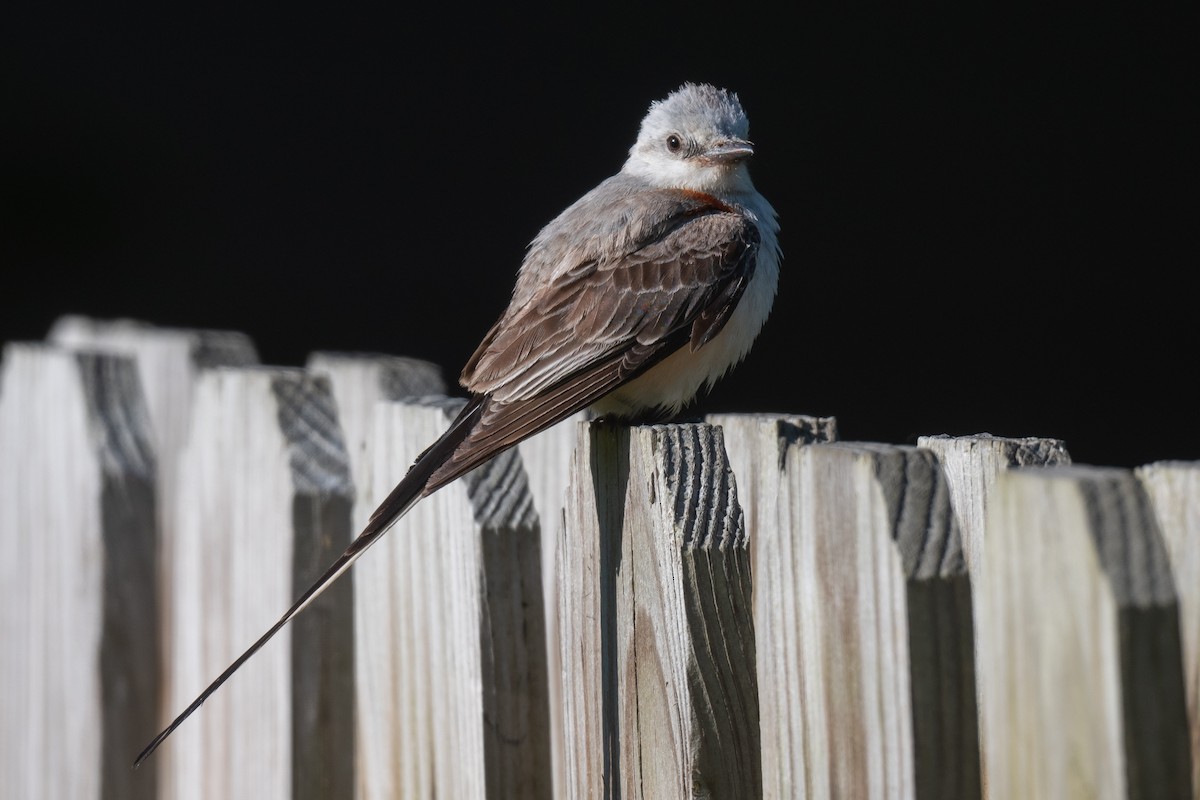 Scissor-tailed Flycatcher - ML620442751
