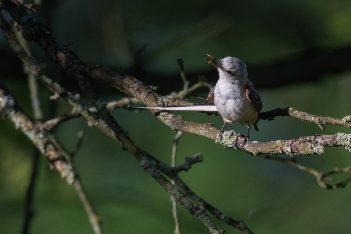 Scissor-tailed Flycatcher - ML620442753