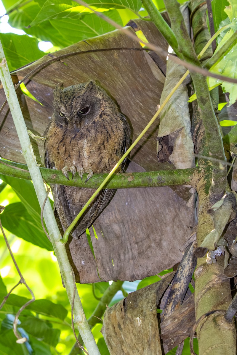 Mayotte Scops-Owl - ML620442758