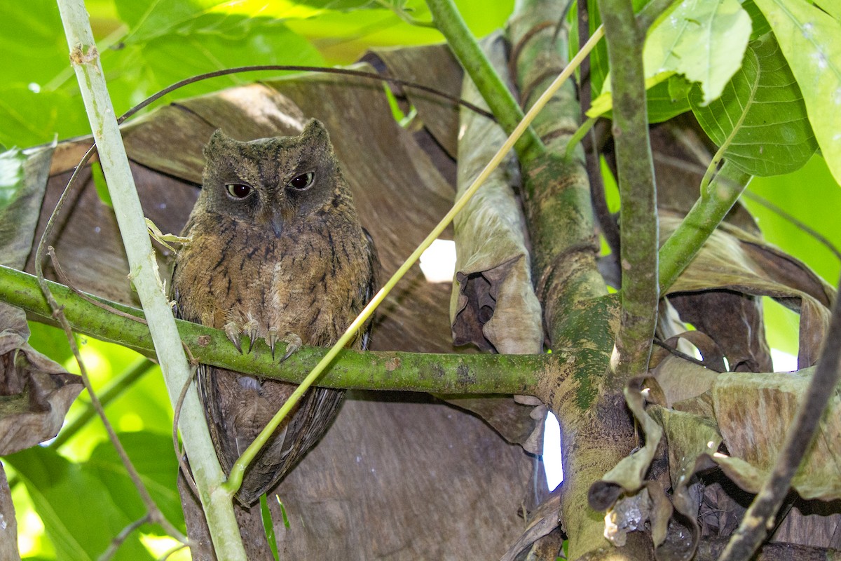 Mayotte Scops-Owl - ML620442759