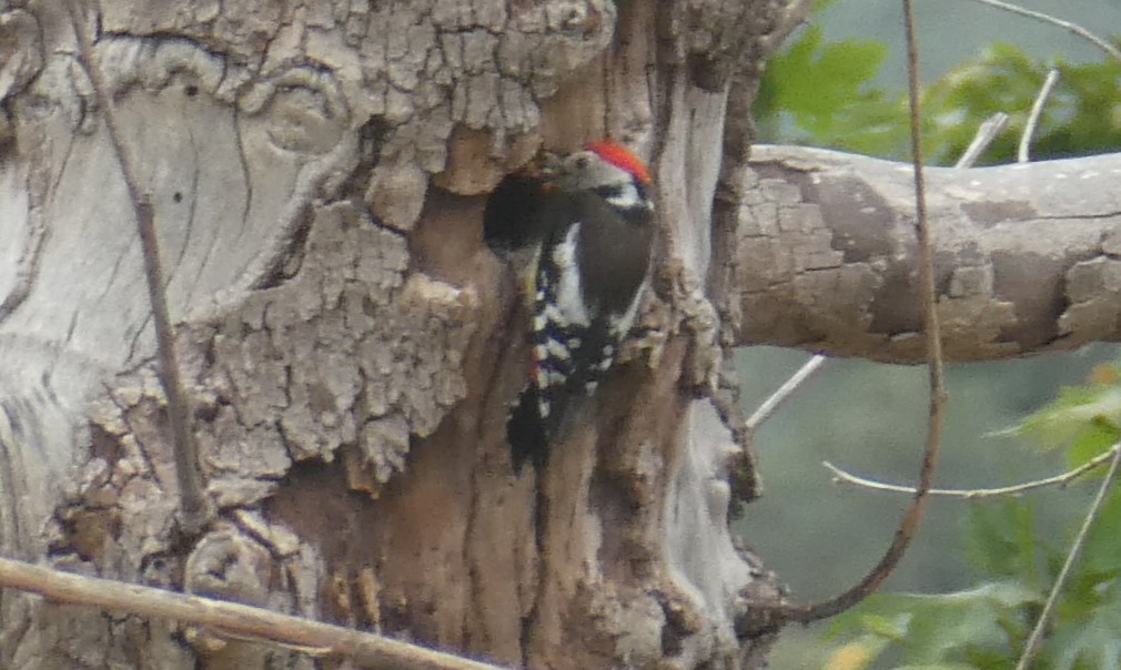 Middle Spotted Woodpecker - ML620442760