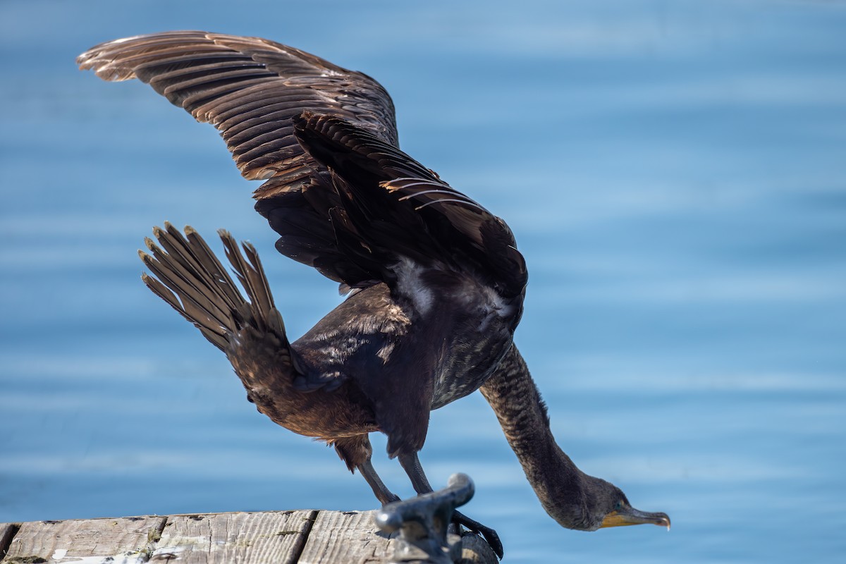 Double-crested Cormorant - Billy Tran