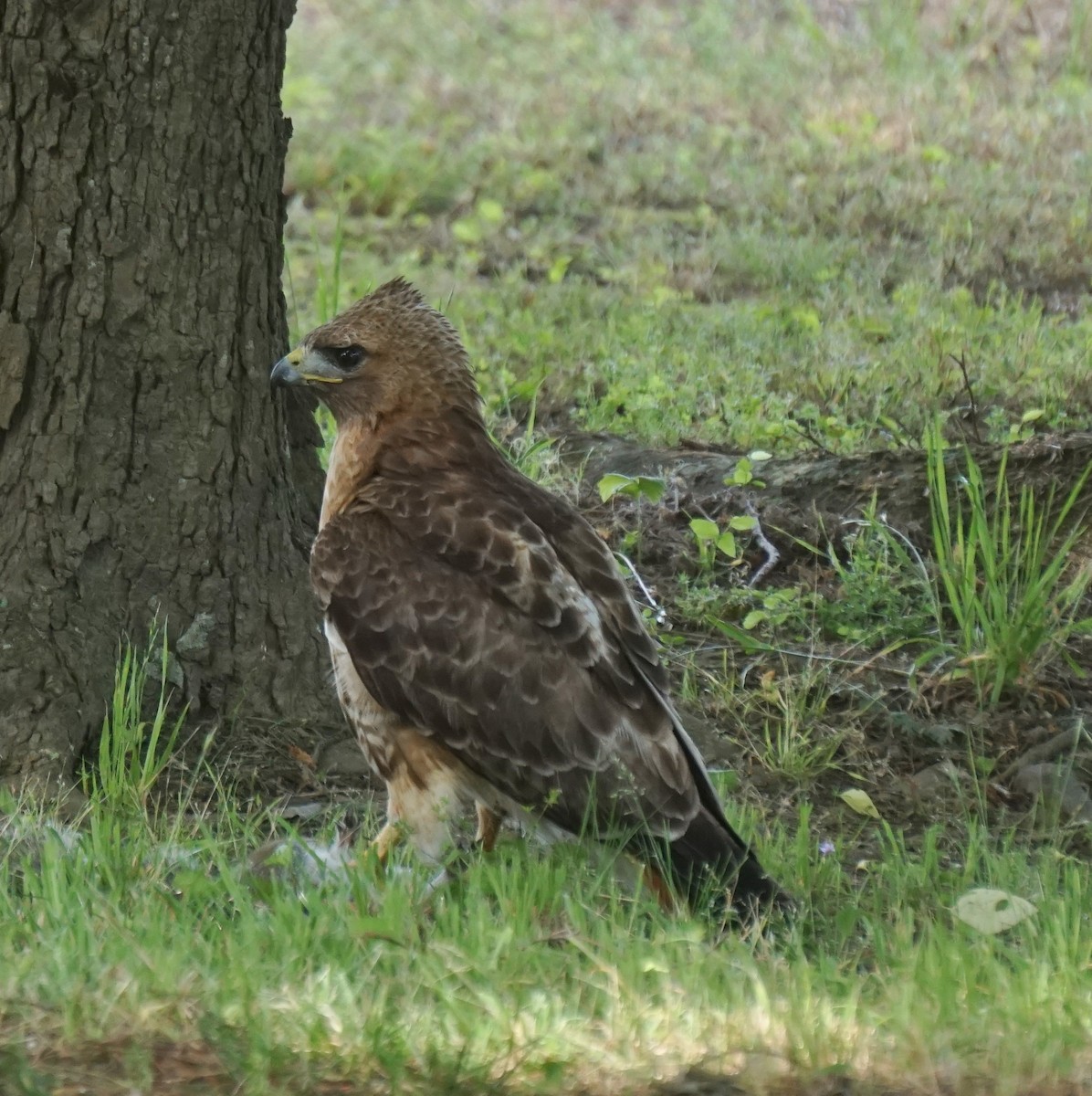 Red-tailed Hawk - ML620442767