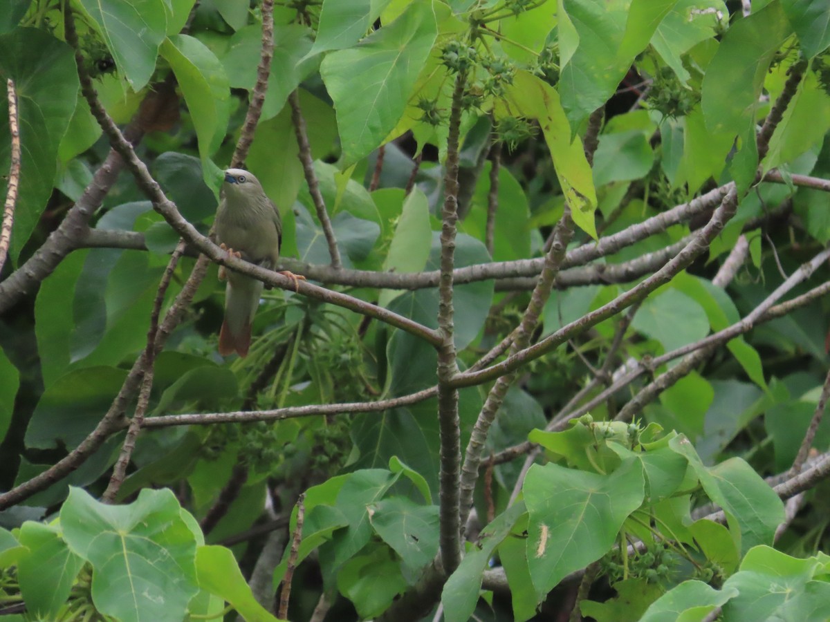 Chestnut-tailed Starling - ML620442769