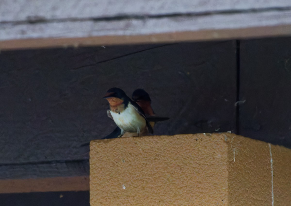 Barn Swallow - ML620442774