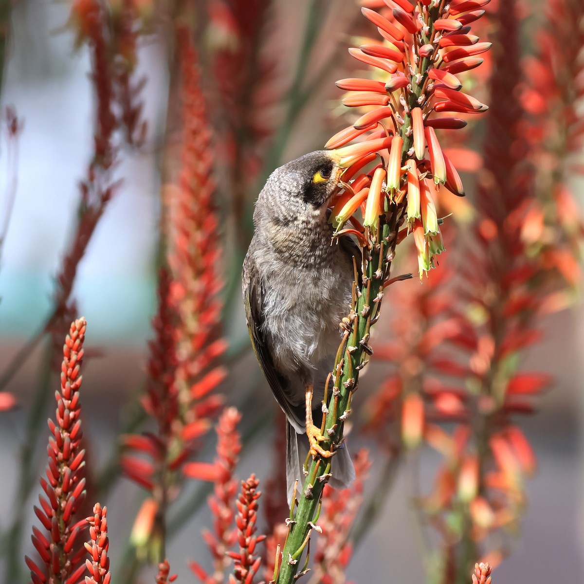 Noisy Miner - ML620442782