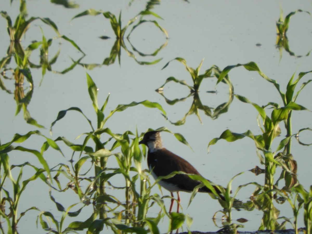 Northern Lapwing - ML620442786