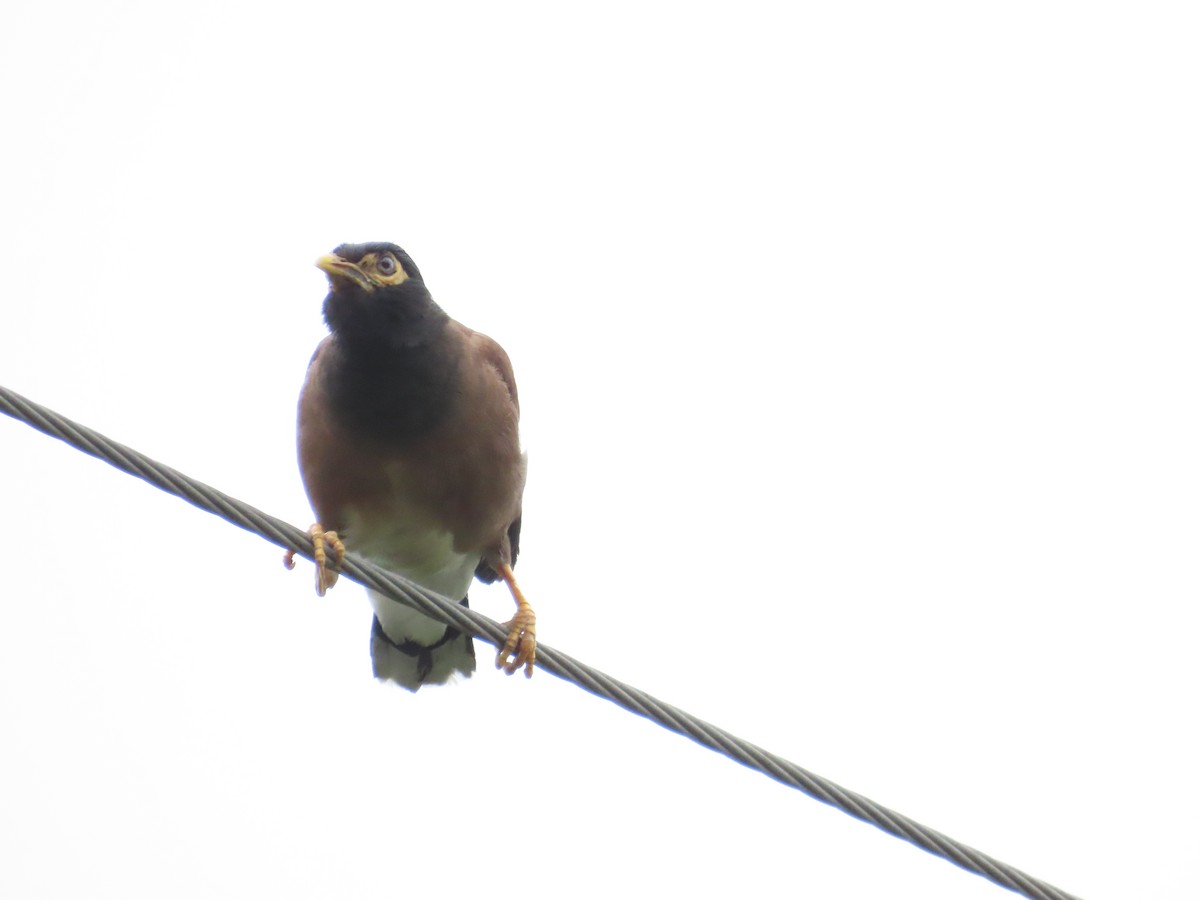 Common Myna - ML620442794