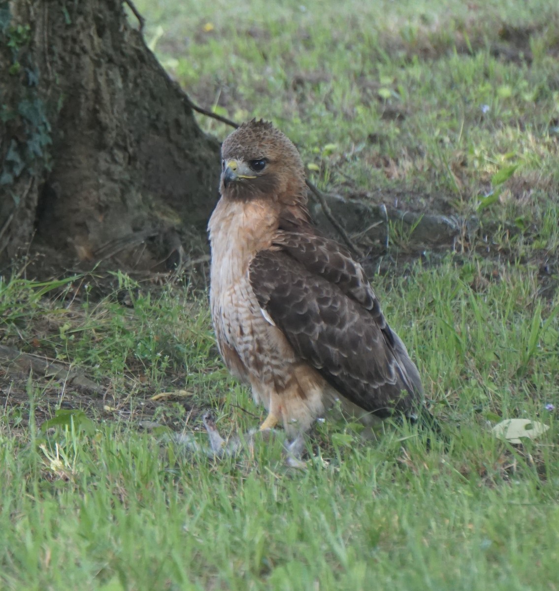 Red-tailed Hawk - ML620442803