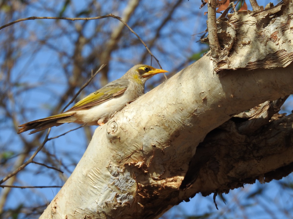 Yellow-throated Miner - ML620442818