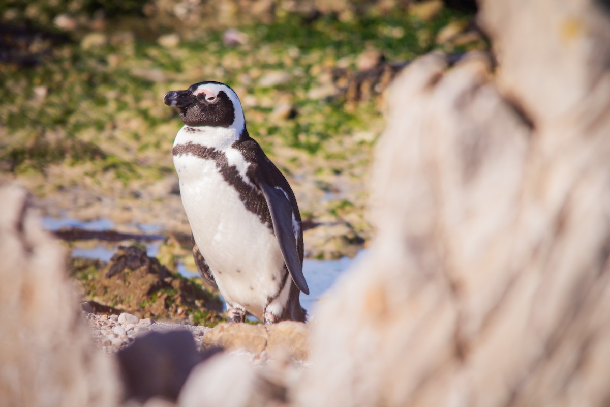 Pingüino de El Cabo - ML620442819