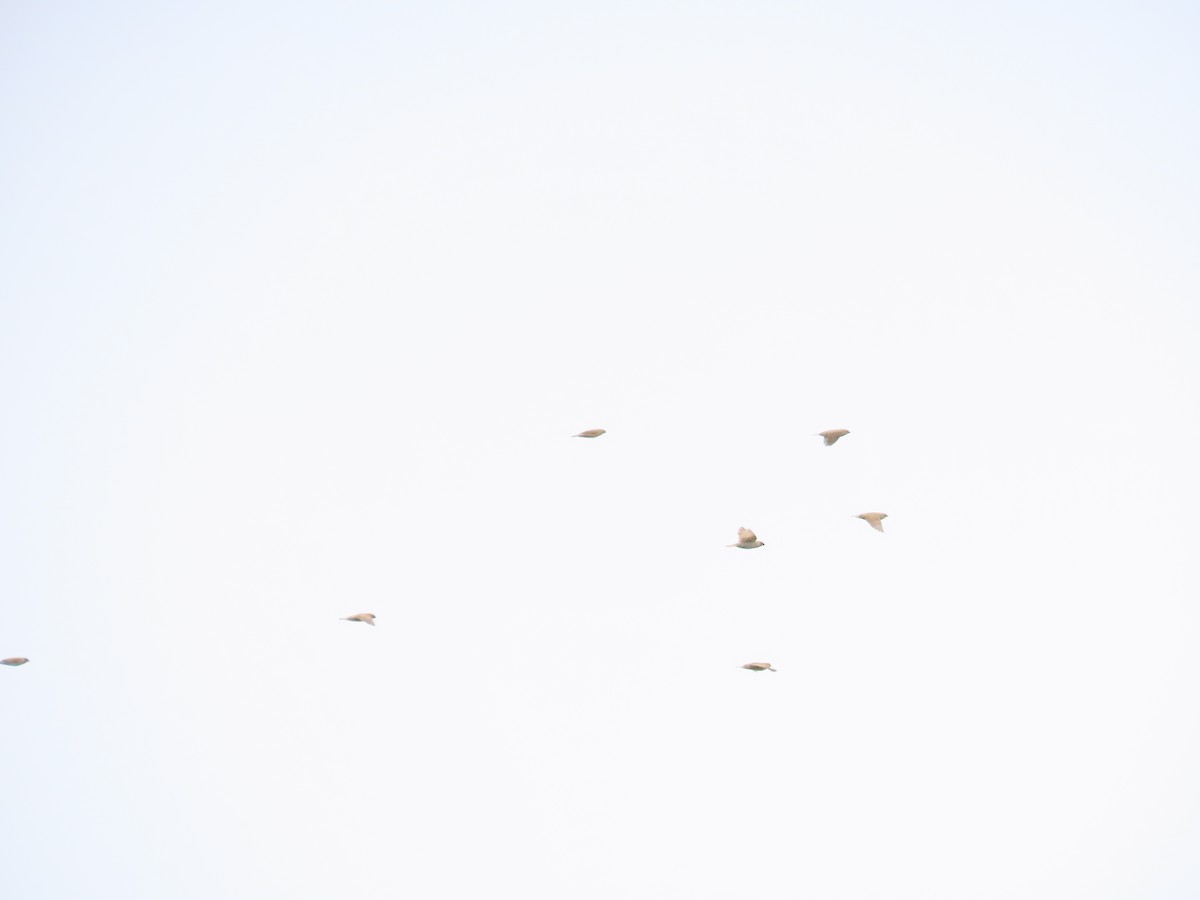 斑文鳥 - ML620442824