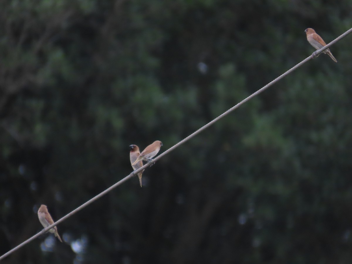 Scaly-breasted Munia - 韋勳 陳