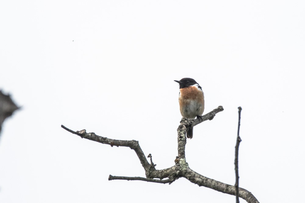 European Stonechat - ML620442828