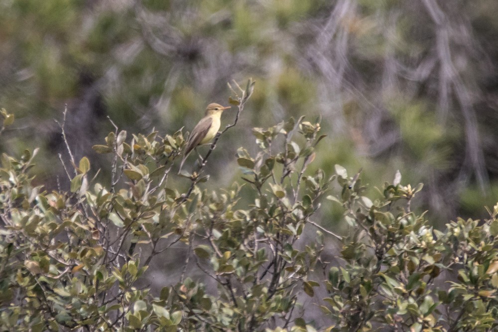 Melodious Warbler - ML620442829