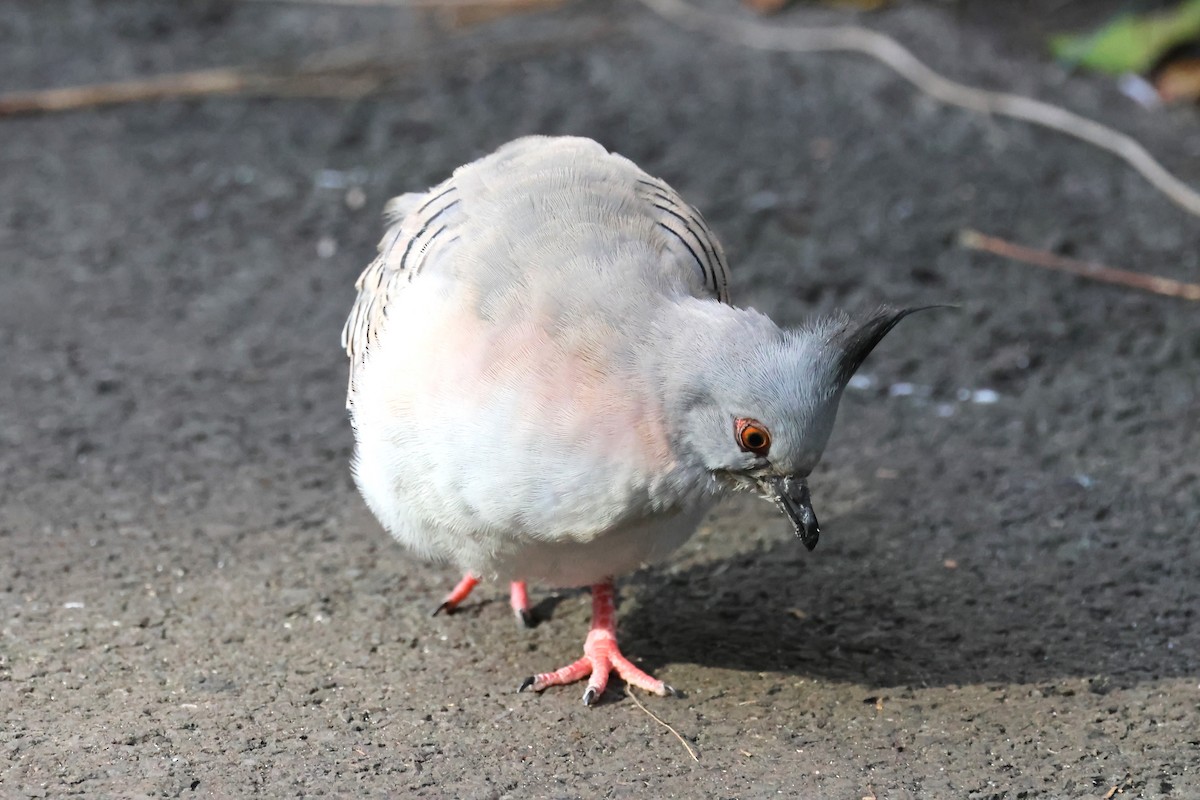 Crested Pigeon - ML620442831