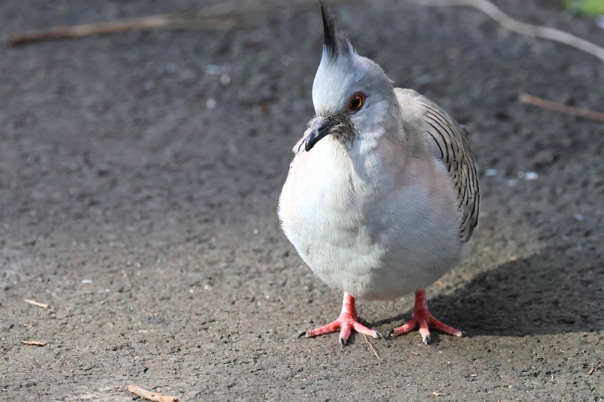 Crested Pigeon - ML620442832