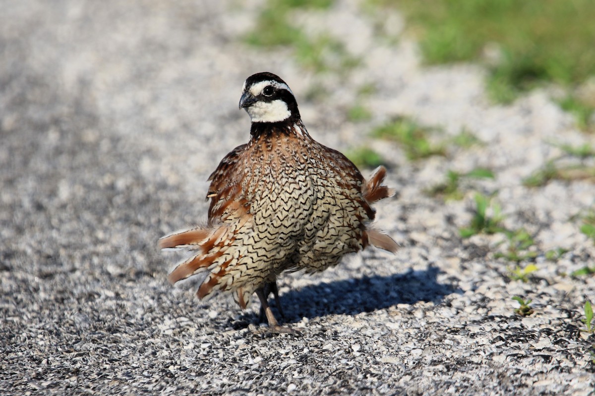 Northern Bobwhite - ML620442837