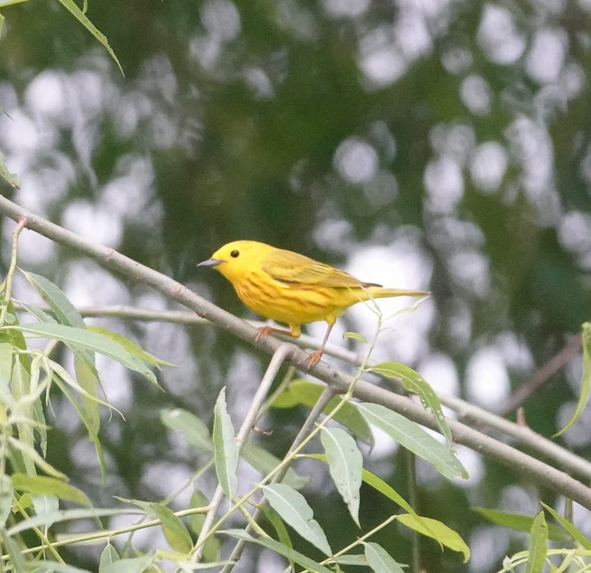 Yellow Warbler - ML620442844