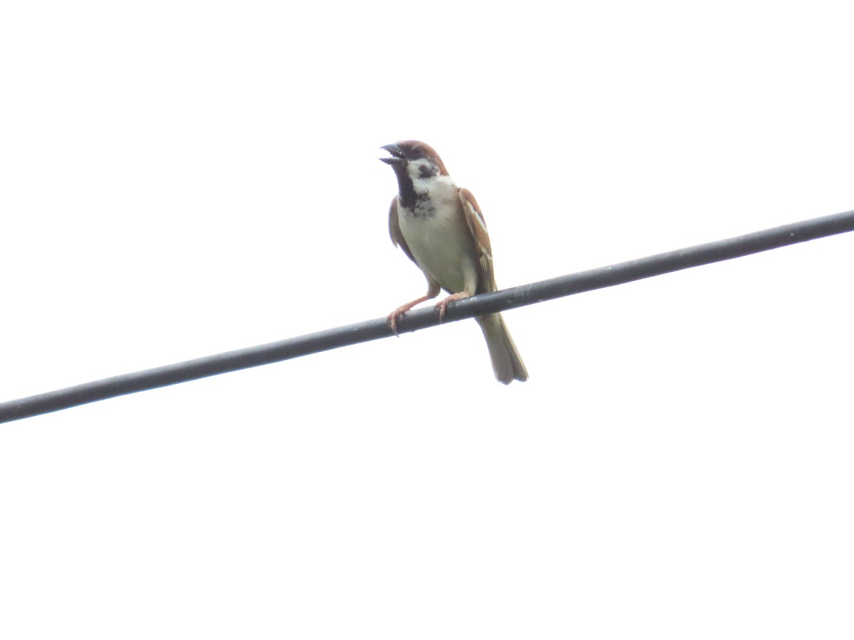 Eurasian Tree Sparrow - ML620442847