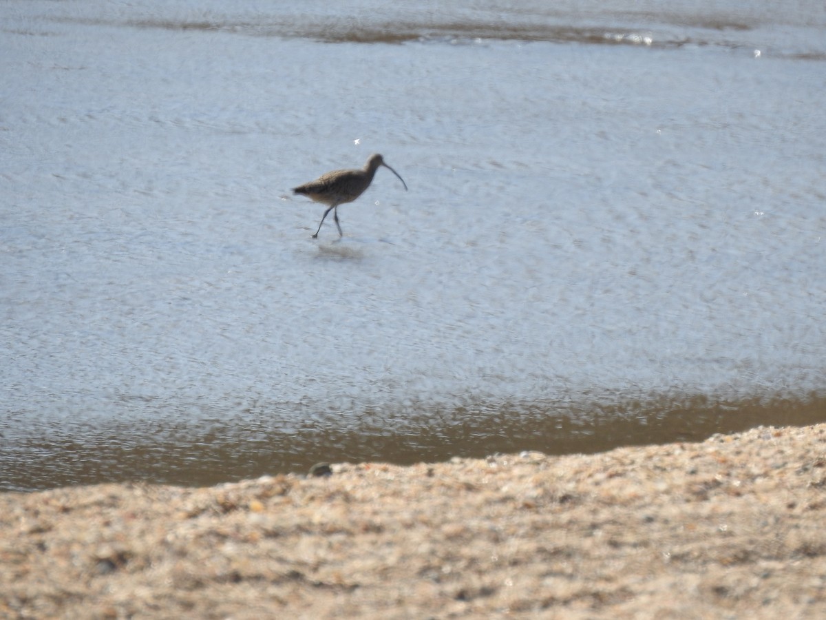 Regenbrachvogel - ML620442863