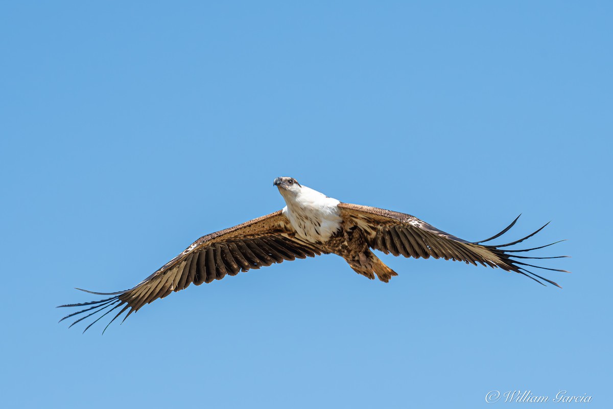 African Fish-Eagle - ML620442865