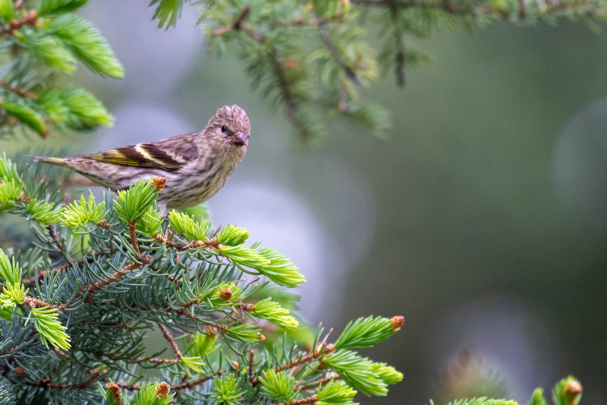 Pine Siskin - ML620442867