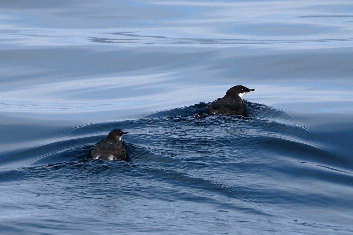 Craveri's Murrelet - ML620442871