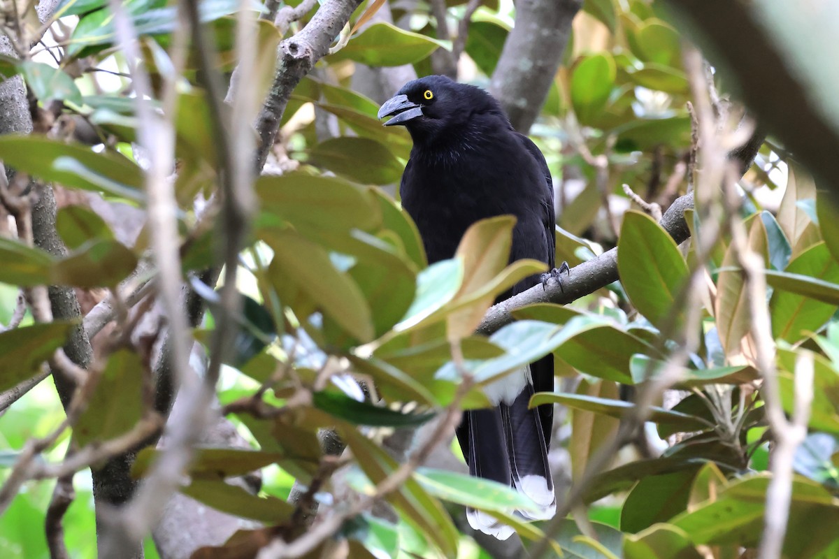 Pied Currawong - ML620442873