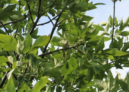 Sängervireo - ML620442876