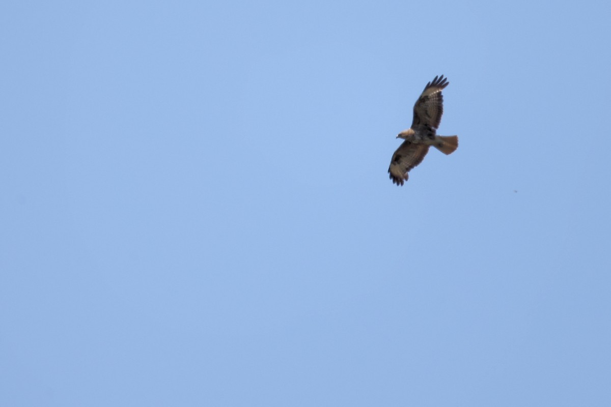 Long-legged Buzzard - ML620442877