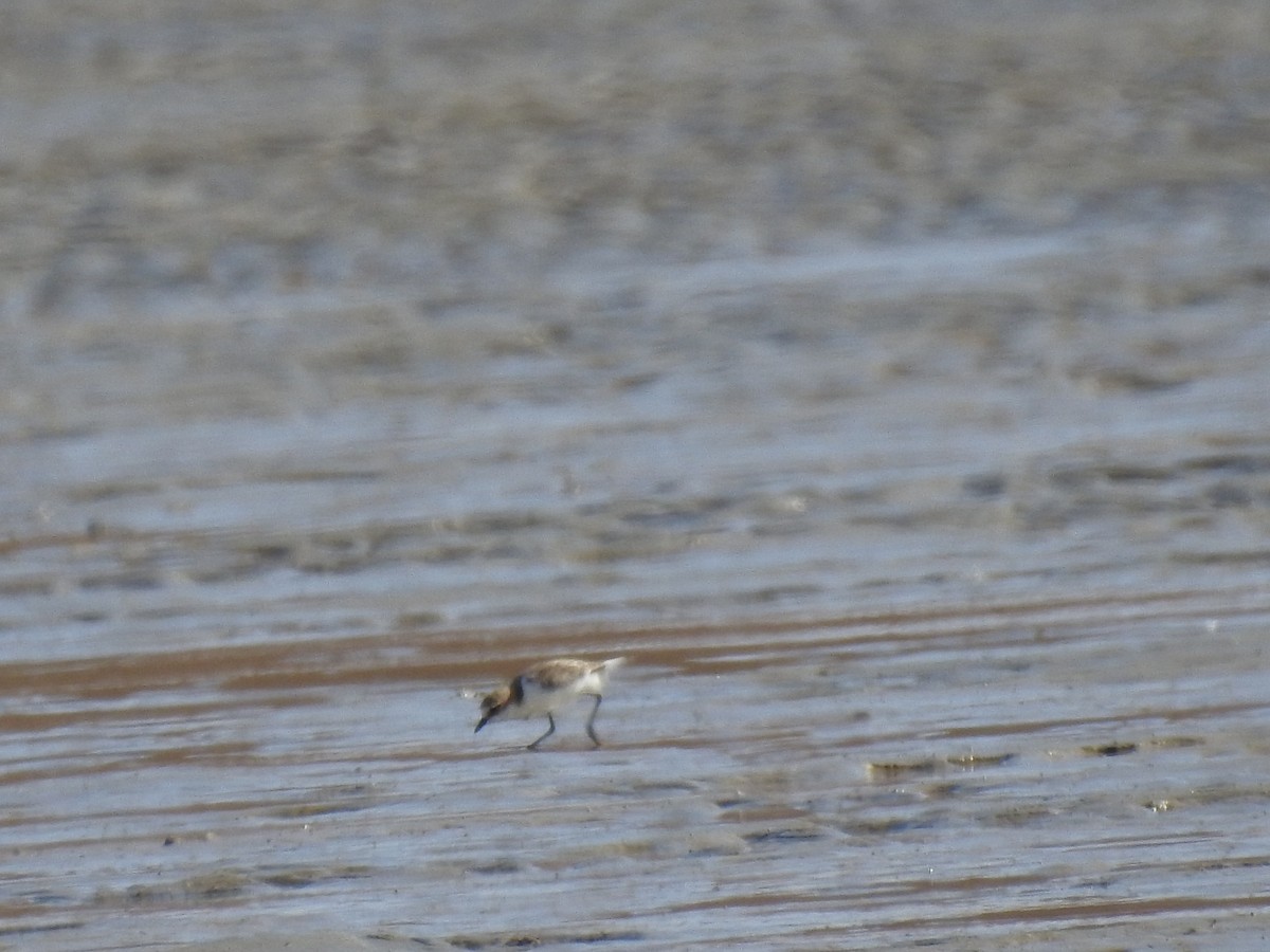 Red-capped Plover - Hannah Elliott