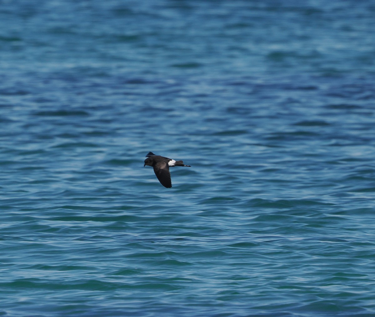 Wilson's Storm-Petrel - ML620442879