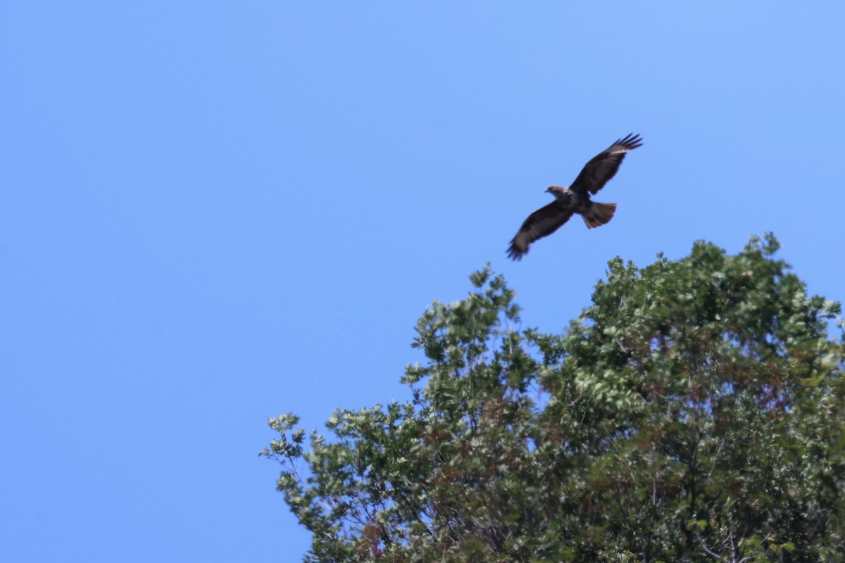 Long-legged Buzzard - ML620442881