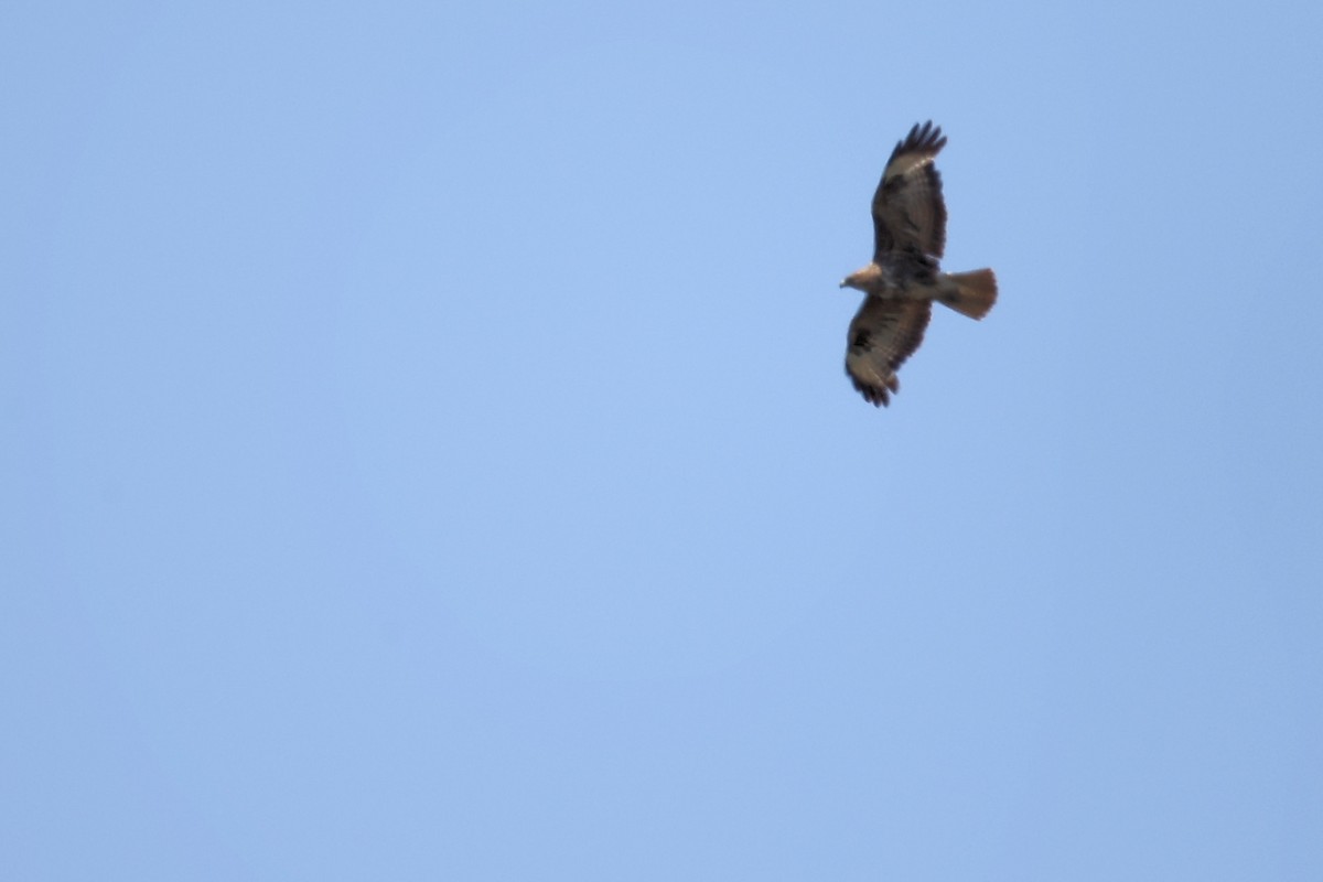 Long-legged Buzzard - ML620442882