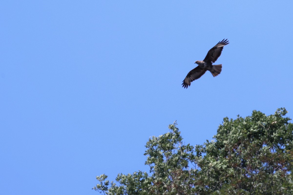 Long-legged Buzzard - ML620442883