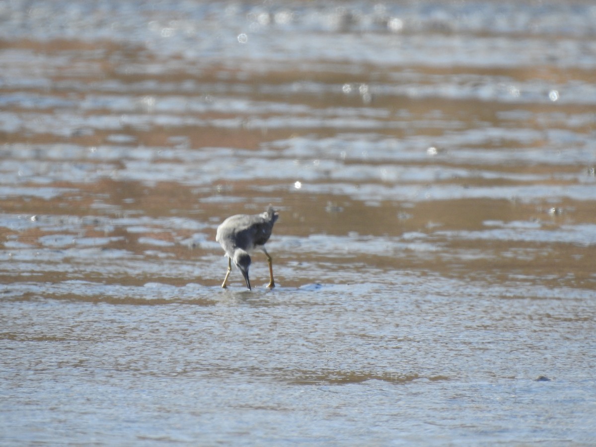 Playero Siberiano - ML620442885