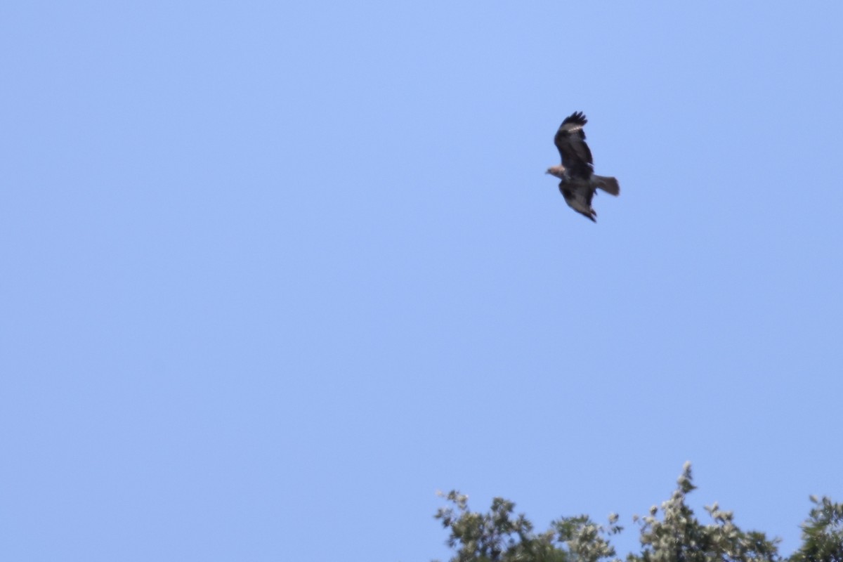 Long-legged Buzzard - ML620442886