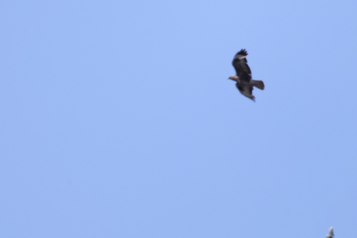 Long-legged Buzzard - ML620442887