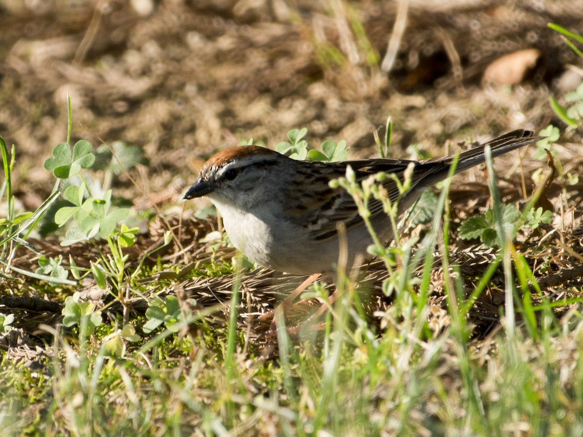 Chipping Sparrow - ML620442888