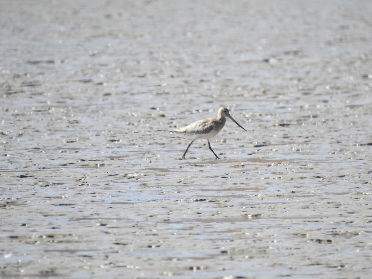 Bar-tailed Godwit - ML620442893