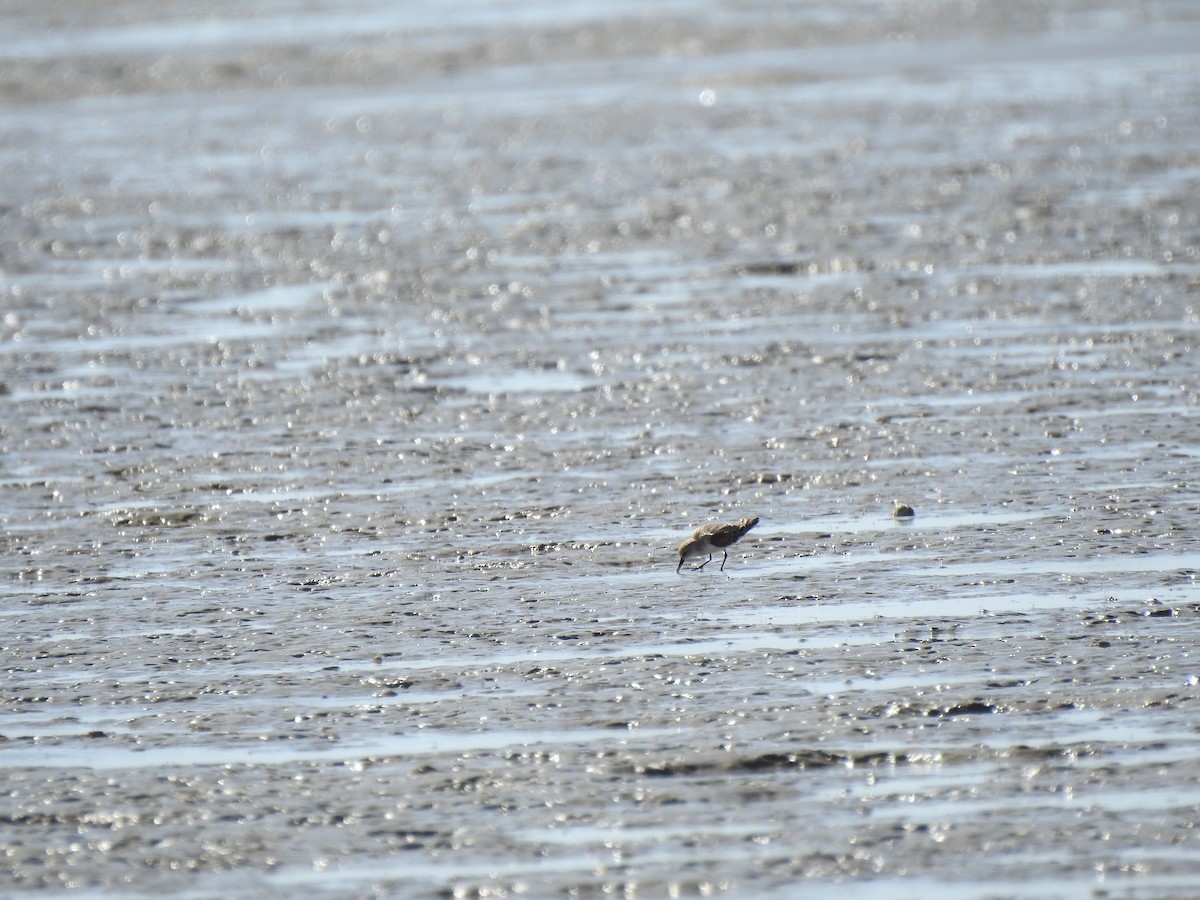 Black-bellied Plover - ML620442907