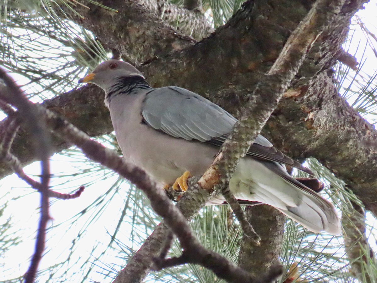 Band-tailed Pigeon - ML620442909