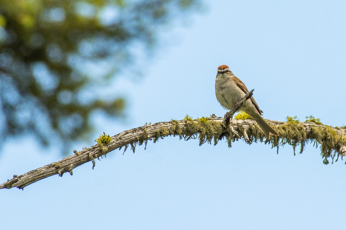 Chipping Sparrow - Tal Pipkin