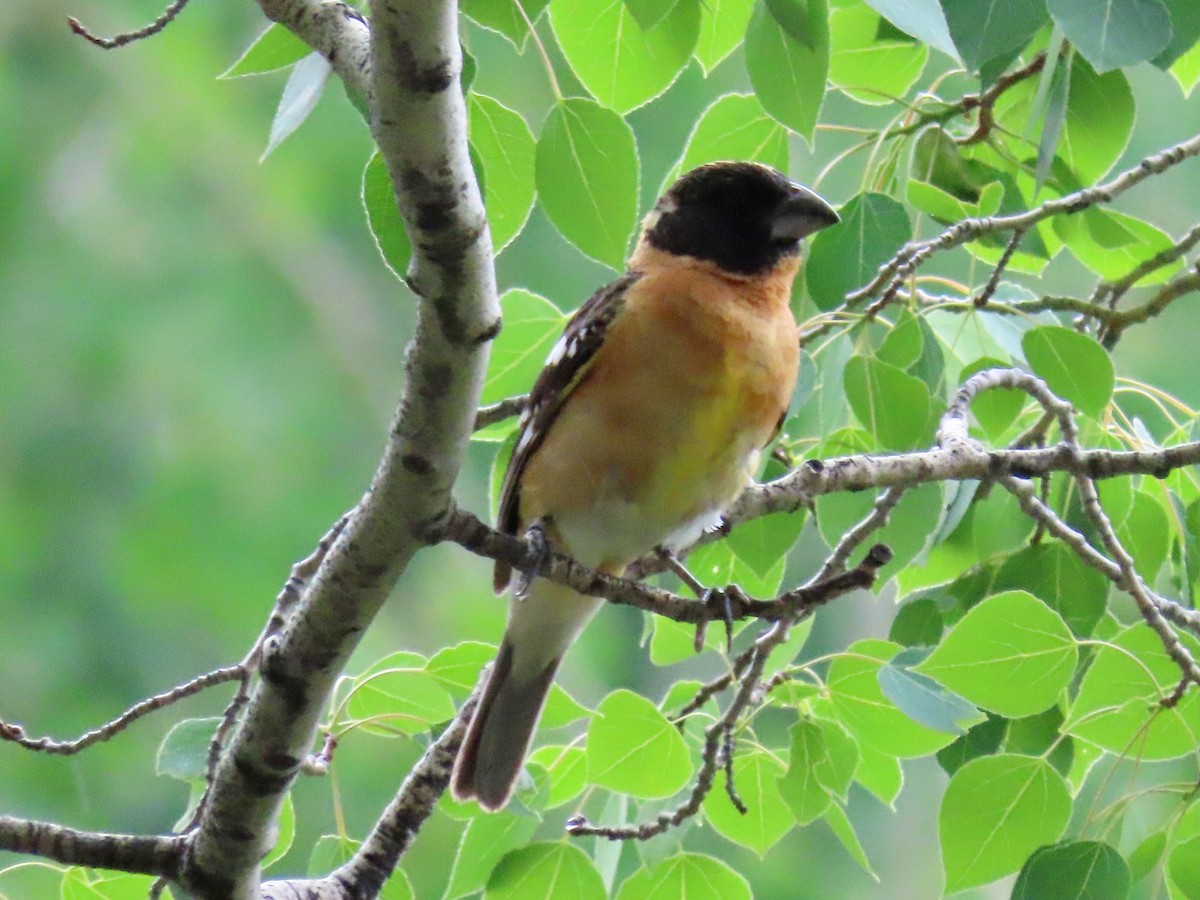 Black-headed Grosbeak - ML620442912